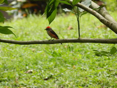 Pyrocephalus rubinus