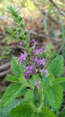 Teucrium argutum