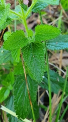 Teucrium argutum