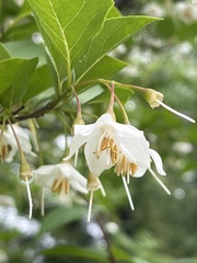 Styrax japonicus