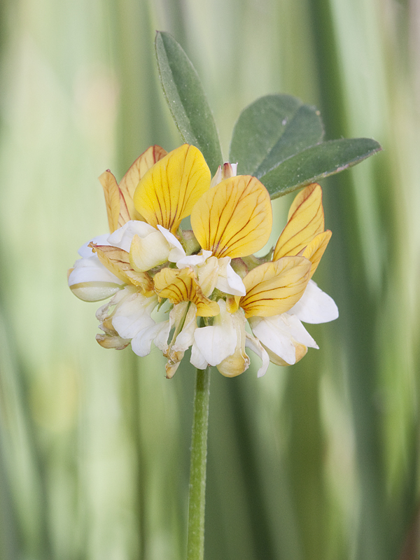 Hosackia oblongifolia