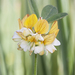 Hosackia oblongifolia - Photo (c) Bill Bouton, algunos derechos reservados (CC BY-NC)