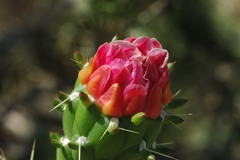 Austrocylindropuntia subulata