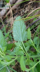 Teucrium argutum