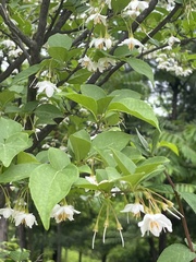 Styrax japonicus
