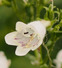 Penstemon digitalis