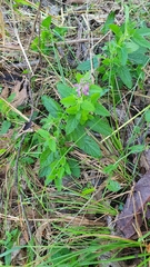 Teucrium argutum