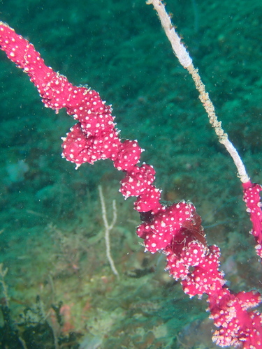 Alcyonium coralloides