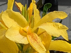 Canna flaccida