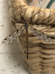 Tipula longiventris