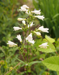 Penstemon digitalis
