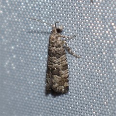 Retinia gemistrigulana