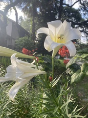 Lilium longiflorum