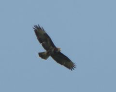 Buteo buteo