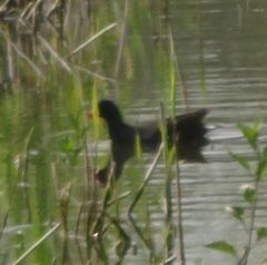 Gallinula chloropus