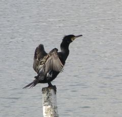 Phalacrocorax carbo