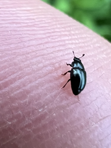 Common Pollen Beetle photo 5