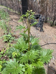 Cacaliopsis nardosmia