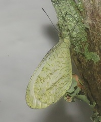 Leptosia alcesta inalcesta