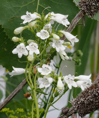 Penstemon digitalis
