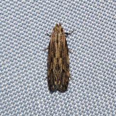 Spinitibia hodgesi