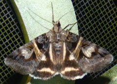 Drasteria grandirena