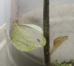 Leptosia alcesta inalcesta