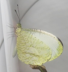 Leptosia alcesta inalcesta
