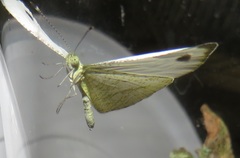 Leptosia alcesta inalcesta