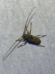 Eburia mutica