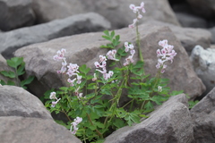 Corydalis edulis