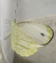 Leptosia alcesta inalcesta