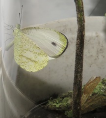 Leptosia alcesta inalcesta