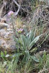 Phoenicaulis cheiranthoides