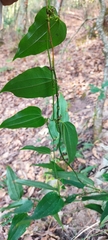 Smilax moranensis