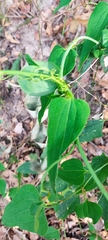 Smilax moranensis