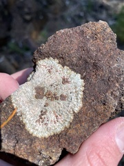 Placopsis lambii