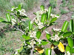 Pyracantha fortuneana