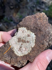 Placopsis lambii