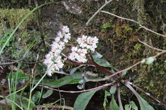 Chrysosplenium macrophyllum