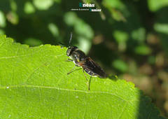 Hoplitimyia subalba