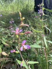 Clarkia heterandra