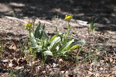 Senecio