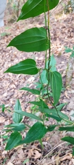 Smilax moranensis