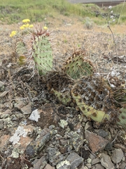 Opuntia × columbiana