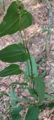 Smilax moranensis