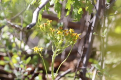 Senecioninae