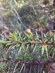 Acacia echinula