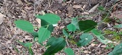 Smilax moranensis