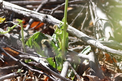 Senecioninae